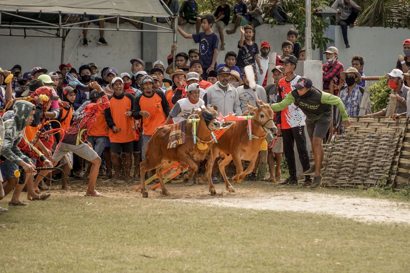 Karapan sapi memperkuat ekonomi lokal lewat wisata budaya, penjualan tiket, dan pendapatan peternak.